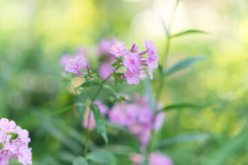 Garden phlox (Phlox paniculata), bright summer flowers. Blooming branches of phlox in the garden on a sunny day. Soft blurred selective focus.	
