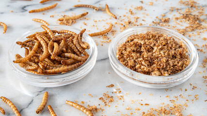 Close-up of edible insects, mealworms - obrazy, fototapety, plakaty