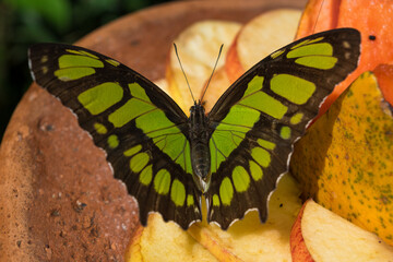 View of a butterfly at  Iguazu Falls, one of the Seven Natural Wonders of the World - Foz do Iguau,...