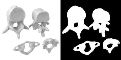 3D rendering illustration of stylized human vertebrae anatomy