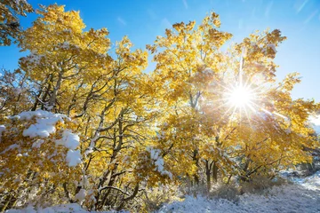 Foto op Plexiglas First snow © Galyna Andrushko