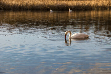 White swan on the water surface. beautiful bird swims on the river. swan in the lake. close-up, wet bird. nature, habitat. autumn season. dry reeds, Scirpus. autumn nature on the river © Oleksandr Filatov