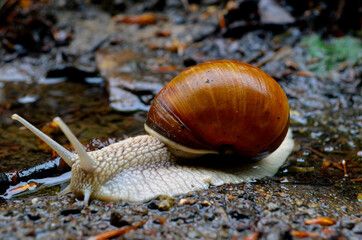 snail on the ground