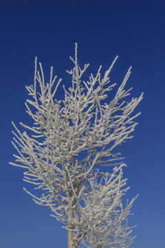 Frozen tree on daylight