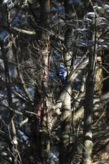 Sanctuaire La Plaine