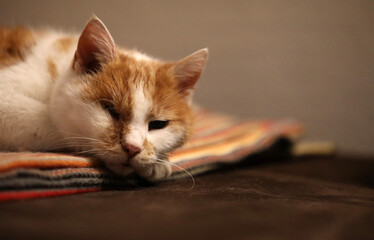Fototapeta na wymiar Cat sleeps and watches up on a blanket
