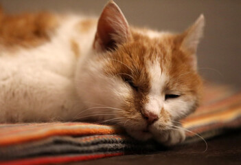Fototapeta na wymiar Cat sleeps and watches up on a blanket