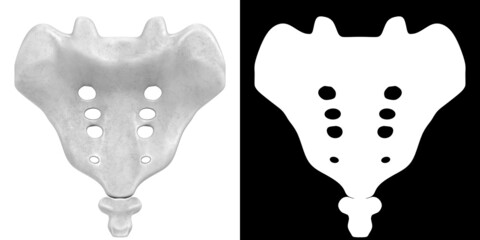 3D rendering illustration of stylized human sacrum and coccyx anatomy - obrazy, fototapety, plakaty