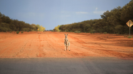 Kangaroo is standing on road. End of the road bitumen. Edge of asphalt and red sand. Finish one...