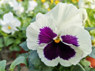 pansy, viola witrockiana, ornamental flowering plant