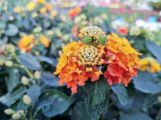 lantana montevidensis, creeping lantana, plant and flower