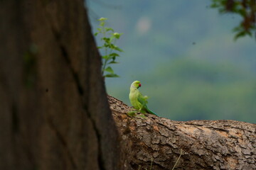 a small green parrot perched on a tree in a forest
