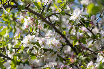 A bee collects pollen in flowers of a sour cherry tree.