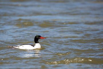 Common Merganser (Mergus merganser) Adult Male swimming