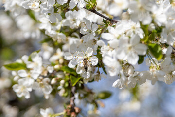 A bee collects pollen in flowers of a sour cherry tree.