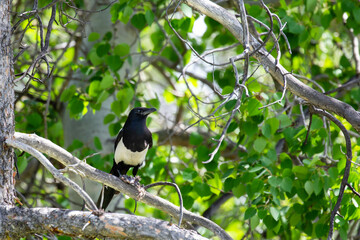 Black-billed Magpie (Pica pica) perched in a branch in Jackson Hole, Wyoming