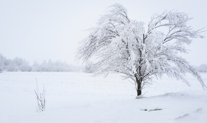 Fototapeta na wymiar Trees in wintertime on a foggy day. Snow falls. Winter concept.