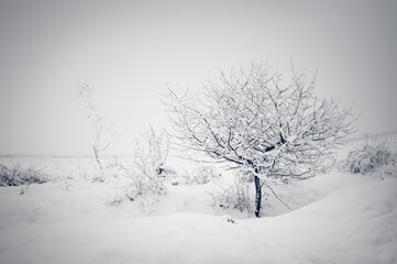 Lonely trees at winter. Snow falls. Winter concept.