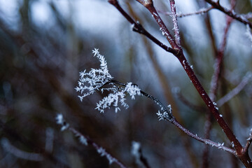 snow covered branches