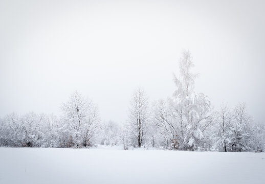 Trees in snow landscape. Snow is falling. Winter concept.