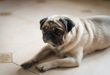 Portrait of a Beautiful male Pug puppy laying down. Friendship concept.