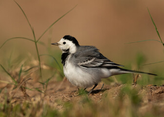 White wagtail shaking its feather at Buri farm, Bahrain