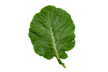 Isolated butter cabbage leaf on white background and close-up