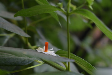 Night-flowering jasmine or Shiuli . Durgapuja element 