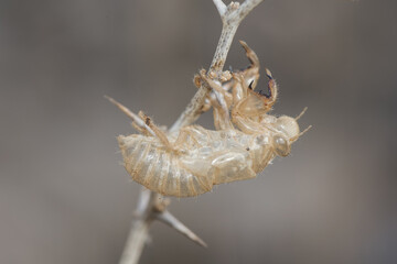 Cicada cf barbarus exuvia of this insect hanging on a thorny branch on blurred brown background - obrazy, fototapety, plakaty