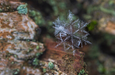 Macro photo of real snow crystal on a tree This is small snowflake with unusual pattern.