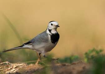 Closeup of a White wagtail at Buri farm, Bahrain