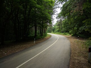 The road in the Austrian forest