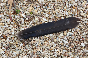 black feather on pebbled ground