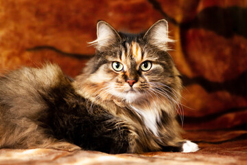 A cat that looks like a tiger, Symbol of 2022.