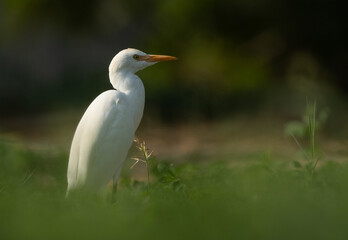 Portrait of a Cattle Egret at Buri farm, Bahrain