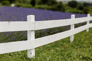lavender field surrounded by a white wooden fence ,Provence, Beautiful image of lavender field.Lavender flower field, image for natural background.Very nice view of the lavender fields.