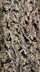 Texture for background, bark of trees. Old wood texture.