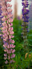 Fototapeta premium rain on a pink lupine