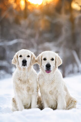 two golden retriever dogs portrait outdoors in winter at sunset
