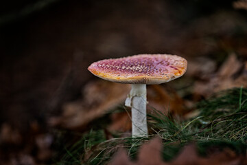 a close up of a fly agaric mushroom