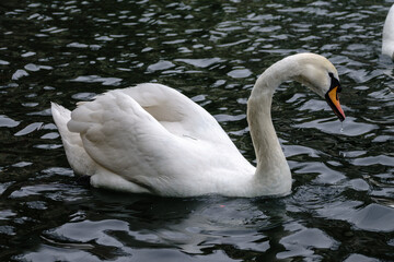 Obraz premium A graceful white swan swimming on a lake with dark water. The white swan is reflected in the water