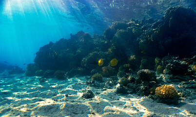 coral reef in rays of sunlight