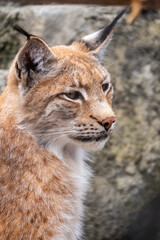 Portrait of The Eurasian lynx close-up, lat. Lynx lynx