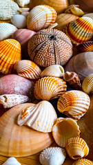 seashells on the beach