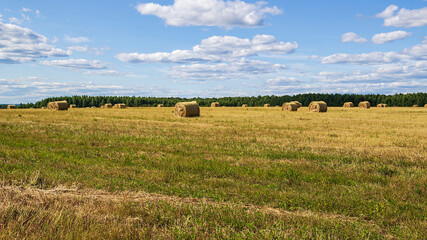 Fototapeta premium a field with straw bales