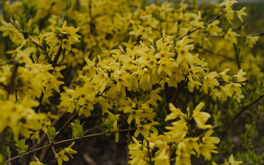 yellow flowers in the garden