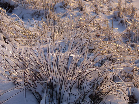 Close up of the morning sunlight glistening on the frozen tundra after a freezing rain storm on a hillside moorland near Twmbarlwm in Cwmbran, Wales, UK