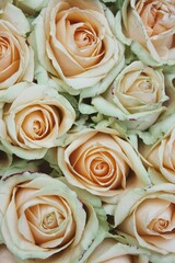 Macro photo of a bouquet of roses with peach and green petals