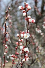 Closeup photo of flowering apricot branches