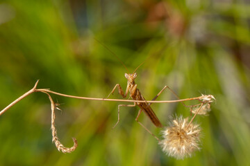 Close up of pair of Beautiful European mantis ( Mantis religiosa ).
